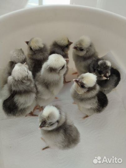 Инкубационное яйцо