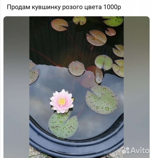 Кувшинка