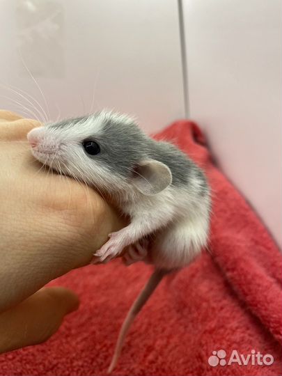 Крысёнок Дамбо и всё необходимое