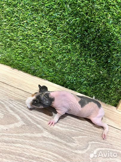 Морская свинка скинни