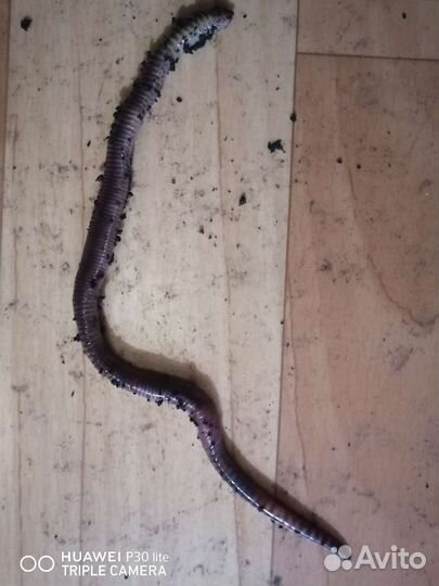 Черви дендробена