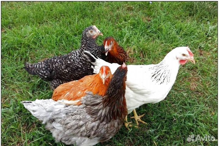 Куры молодки несушки с доставкой