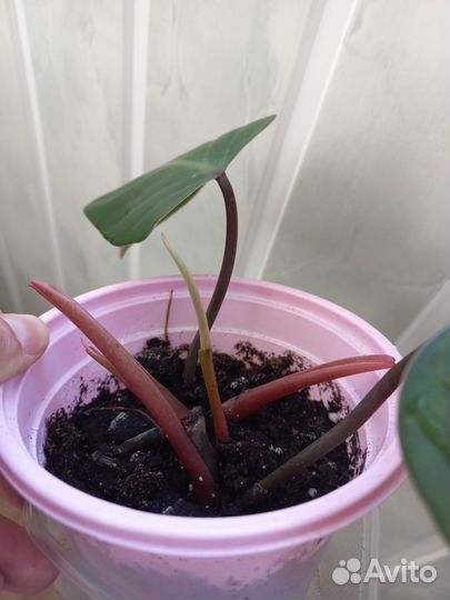 Филодендрон