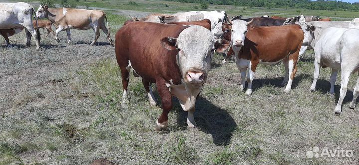 Продам быка