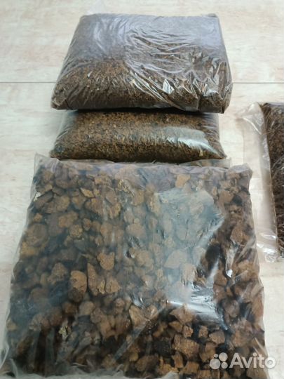 Чага березовая Гриб чага Чай сезон -2024