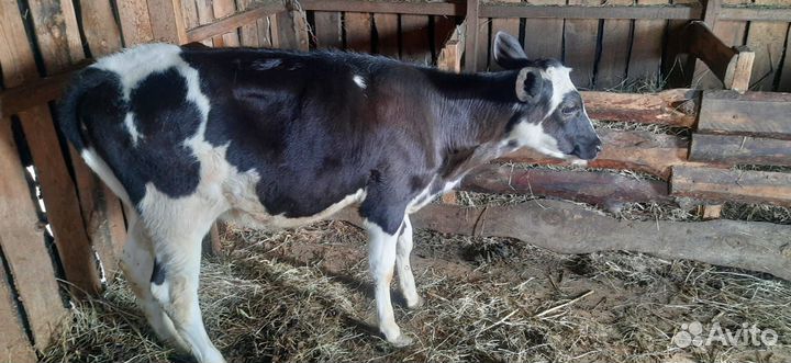 Продам телочек