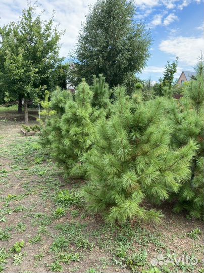 Саженцы кедра сибирского