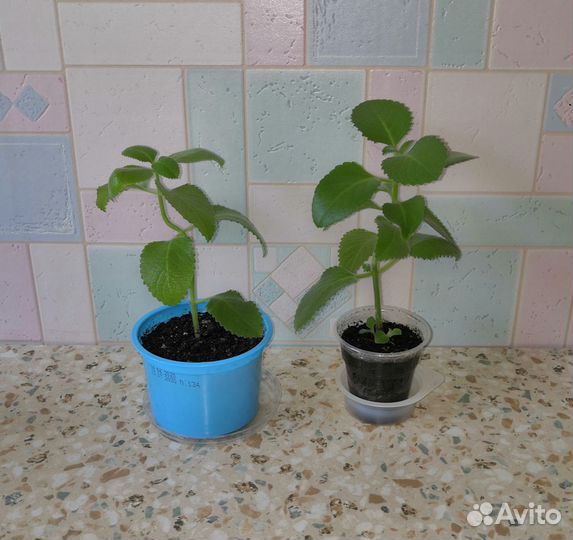 Мята, плектрантус