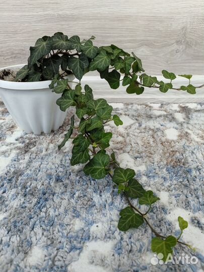 Плющ хедера