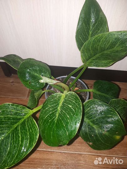 Филодендроны