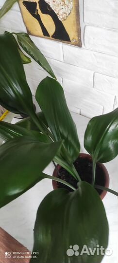 Эухарис (Амазонская Лилия)