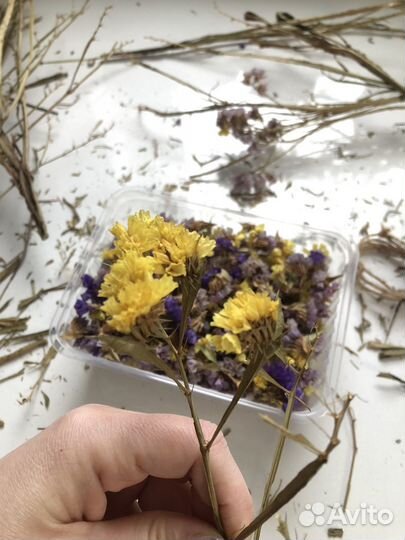 Цветы сухоцветы