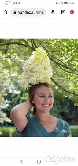 Гортензии разные 3,4,5,6л