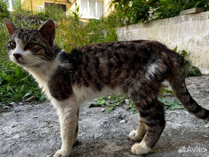 Молодой кот в добрые руки