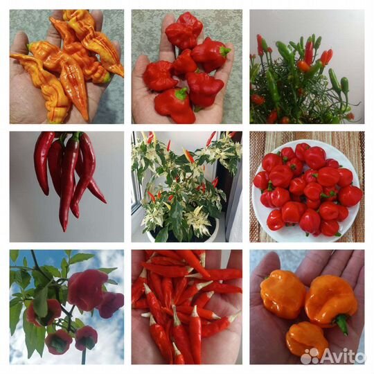 Семена томатов и перцев