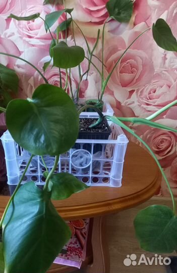 Монстера деликатесная