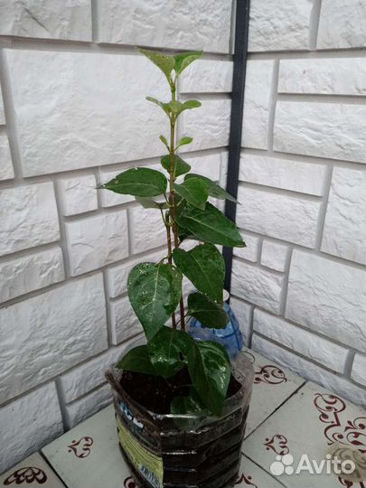 Белая сирень