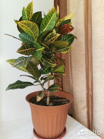 Кодиеум кротон