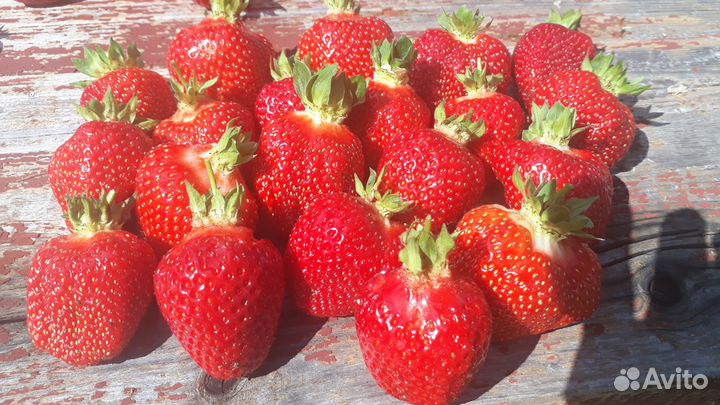 Рассада клубники (усы)