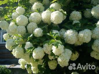 Многолетники