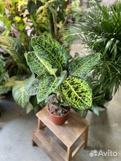 Диффенбахия Рефлектор