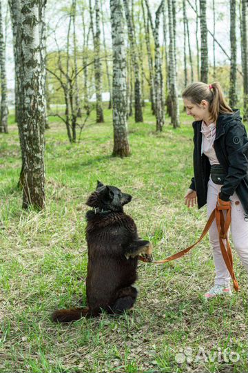 Собака из приюта ищет свой дом