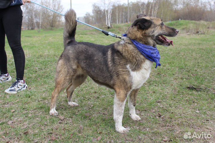 Добродушная собака ищет лучших хозяев