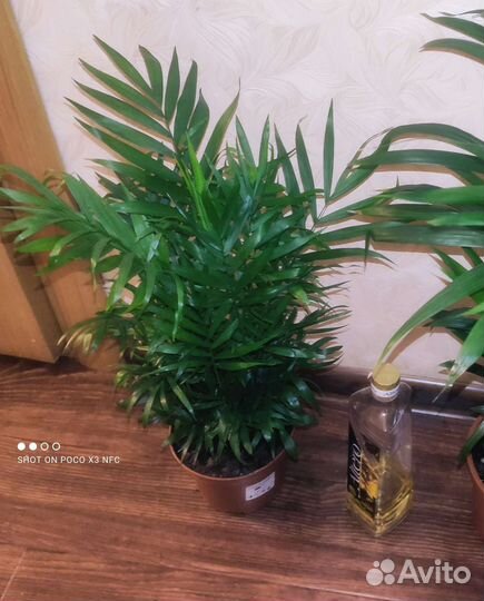 Пальма хамедорея элегантс