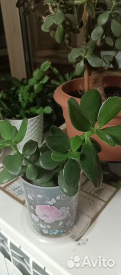 Толстянка (денежное дерево)