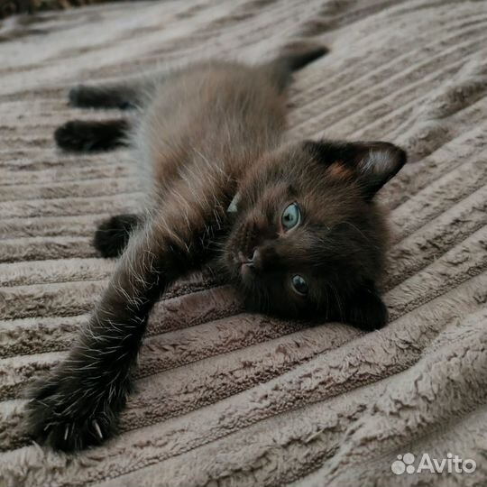 Котята бесплатно