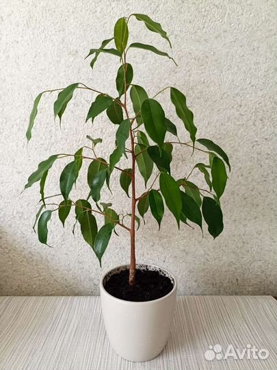 Фикус бенджамина с горшком 51 см