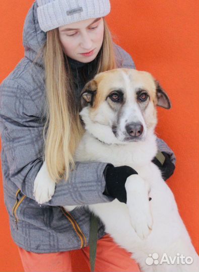 Подари Скарлет дом