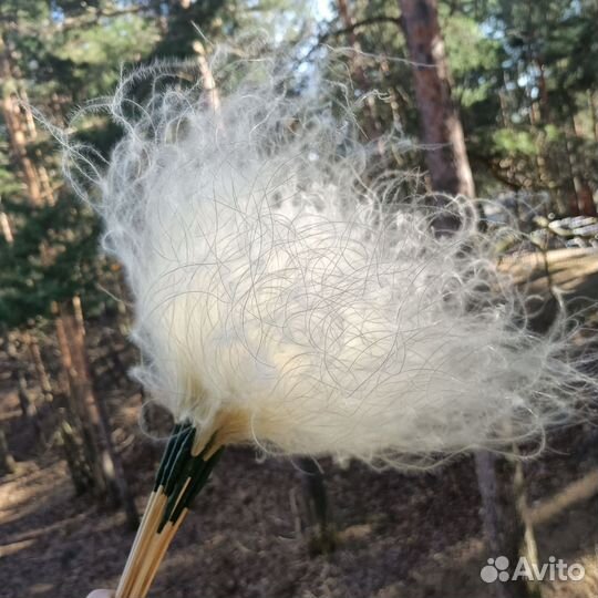 Стифа(ковыль)