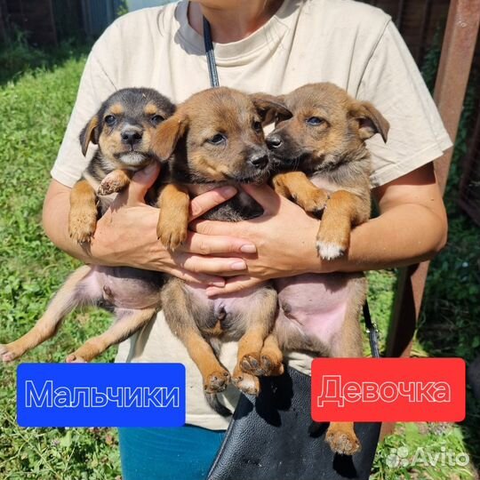 Щенки в добрые руки