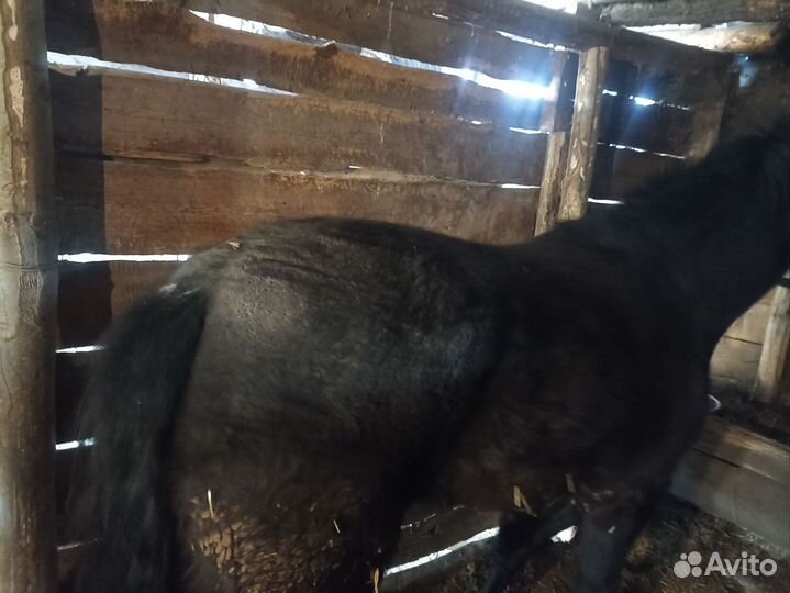 Продается кобыла