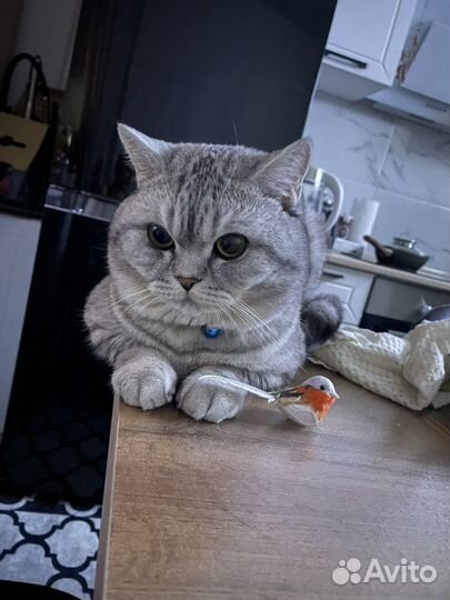 Кот ищет кошечку