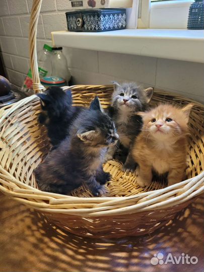 Кошки мейн-кун