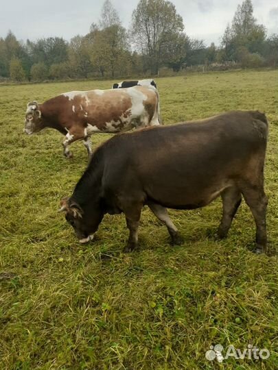 Телки стельные