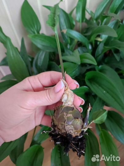 Дримиопсис луковицы