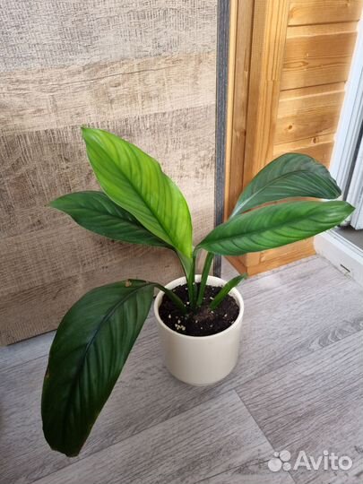 Спатифиллум сенсация