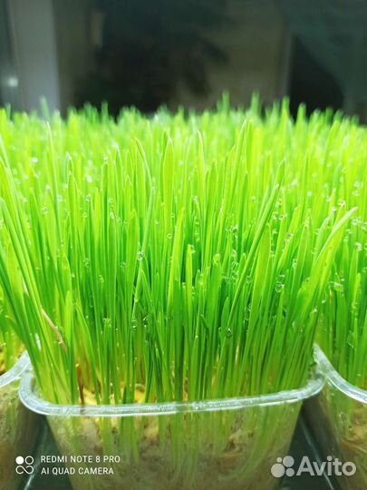 Трава для животных