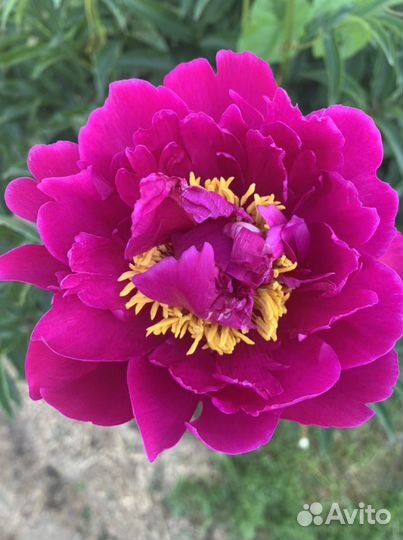 Пионы травянистые