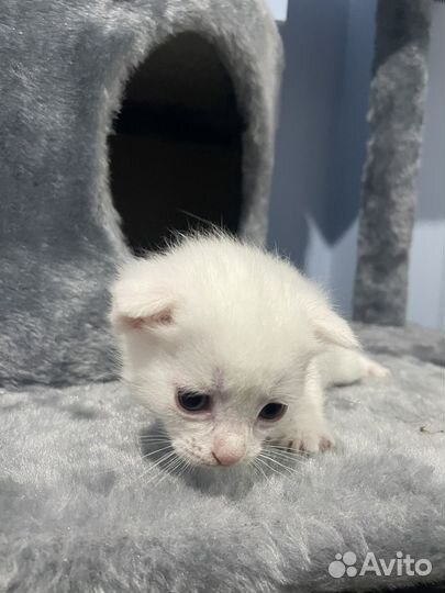 Котята в добрые руки 1 месяц