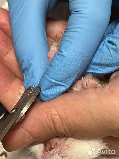 Стрижка когтей и чистка паж (параанальных желез)