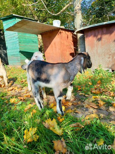 Козлята нубийские