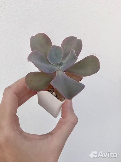 Суккуленты