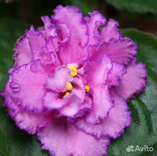 Сортовые фиалки