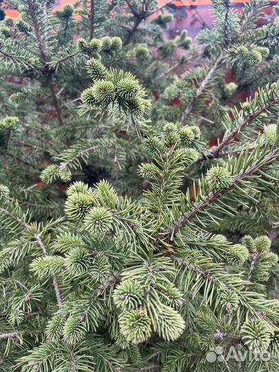 Живая ель
