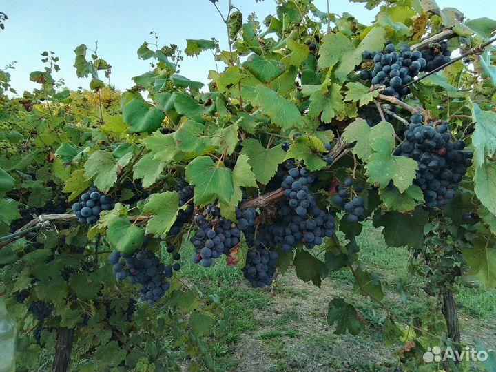 Виноград саперави пр. самосбор
