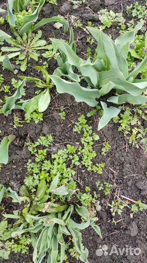 Семена петрушки сорт 90-х годов